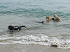 Paseada con perros en la playa de la Platera en l'Estartit