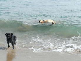 Paseada con perros en la playa de la Platera en l'Estartit