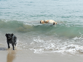 Passejada amb gossos a la Platja de la Platera de l'Estartit