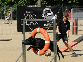 Campionat d'Espanya Agility 2012-2013