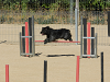 Campeonato de España Agility 2012-2013