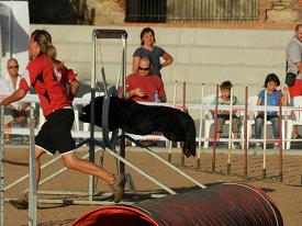 Bredanimàlia 2012