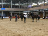 Campeonato de Cataluña de Caballos de Pura Raza Espanyola