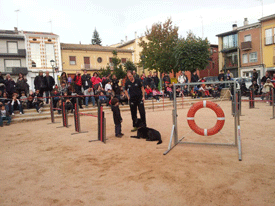 Exhibició Club caní la Selva a Santa Coloma de Farners